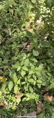 Urtica sykesii