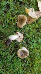Russula versicolor