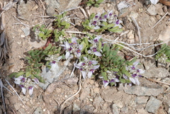 Polygala salasiana