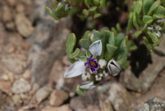 Polygala salasiana