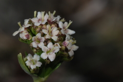Valeriana carnosa
