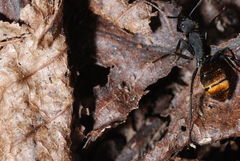 Camponotus chilensis