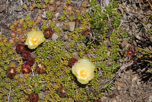 Maihuenia poeppigii (Otto ex Pfeiff.) F.A.C.Weber