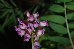 Vicia nigricans