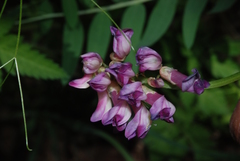 Vicia nigricans