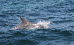 Tursiops aduncus