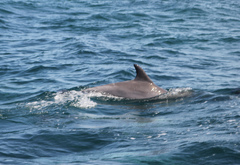 Tursiops aduncus