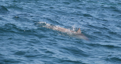Tursiops aduncus