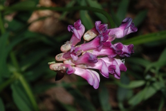 Vicia nigricans