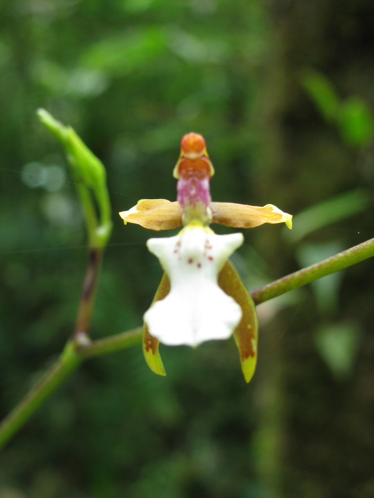 Cyrtochiloides panduriformis