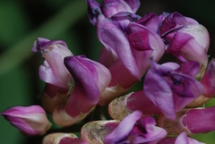 Vicia nigricans