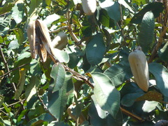 Vochysiaceae