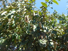 Vochysiaceae
