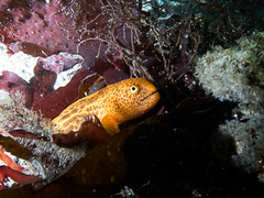 Anarrhichthys ocellatus