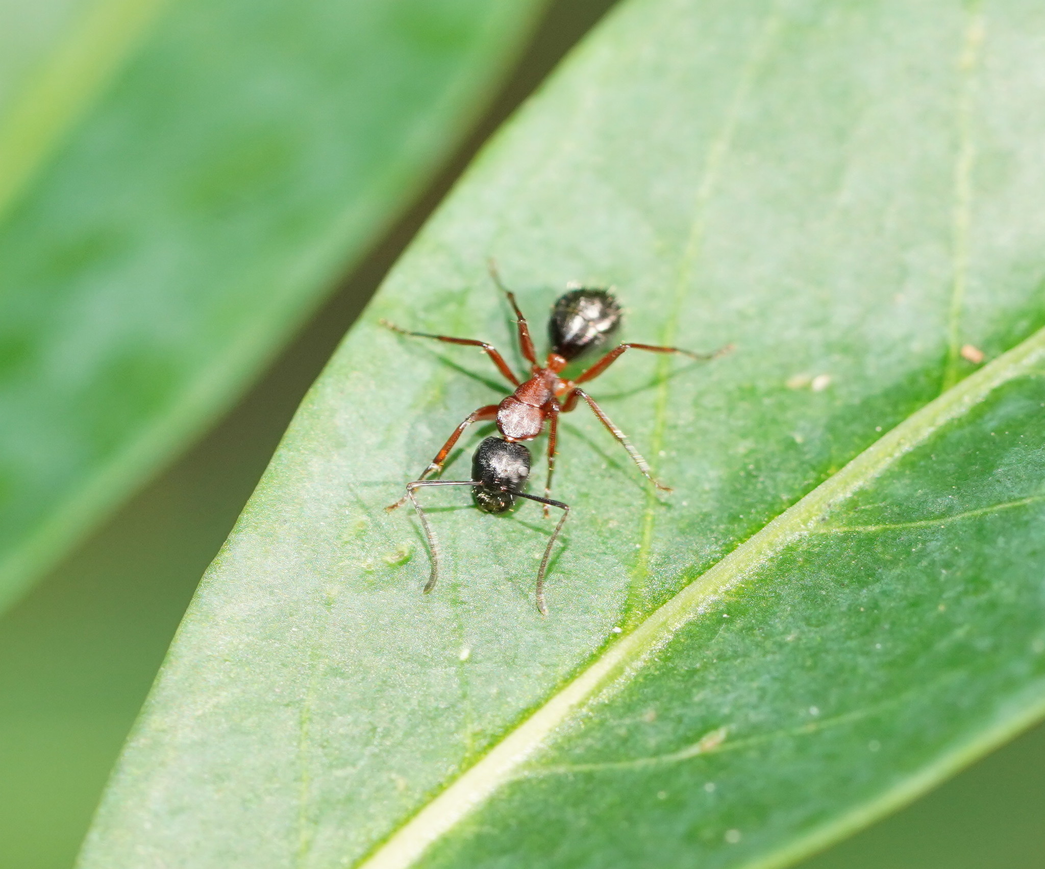 Camponotus innexus