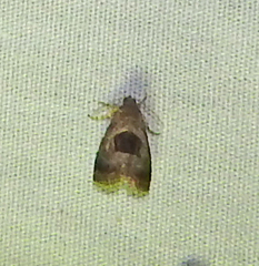 Tripudia rectangula