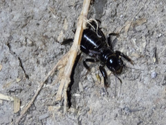 Stenopelmatus minor