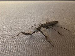 Epaphrodita musarum