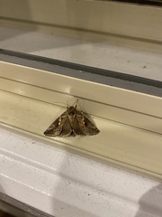 Lepidoptera
