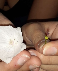 Callirhoe alcaeoides