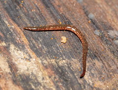 Reomkago quadrangulata