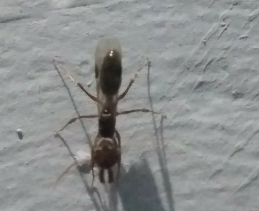 Odontomachus ruginodis
