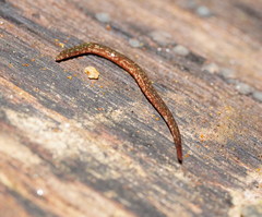 Reomkago quadrangulata