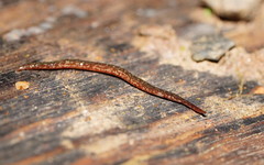 Reomkago quadrangulata