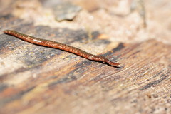 Reomkago quadrangulata