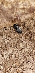 Pterostichus mutus
