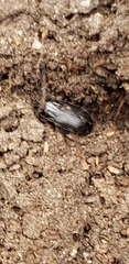 Pterostichus mutus