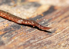 Reomkago quadrangulata