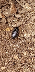 Pterostichus mutus