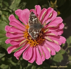 Burnsius communis
