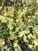 Skunkbush Sumac - Photo (c) privera5, some rights reserved (CC BY-NC)