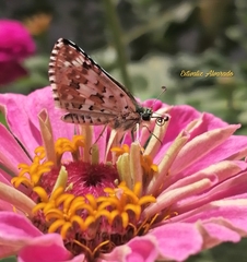 Burnsius communis