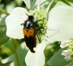 Macrosiagon flavipennis