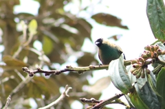 Tangara labradorides