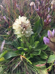 Campanula thyrsoides