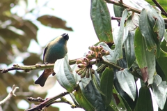 Tangara labradorides