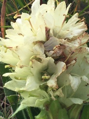 Campanula thyrsoides