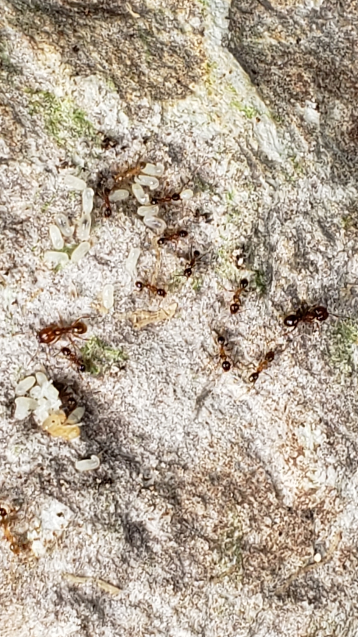 Pheidole dentata