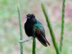 Eupherusa nigriventris