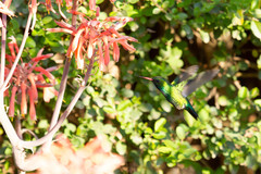 Chlorostilbon lucidus