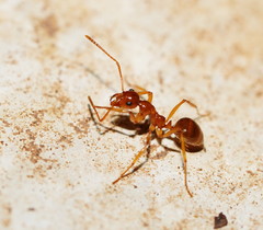 Notoncus spinisquamis