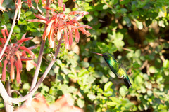 Chlorostilbon lucidus