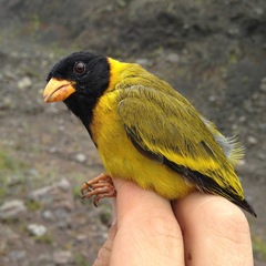 Linurgus olivaceus