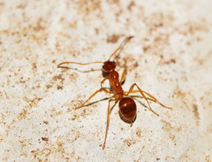 Notoncus spinisquamis