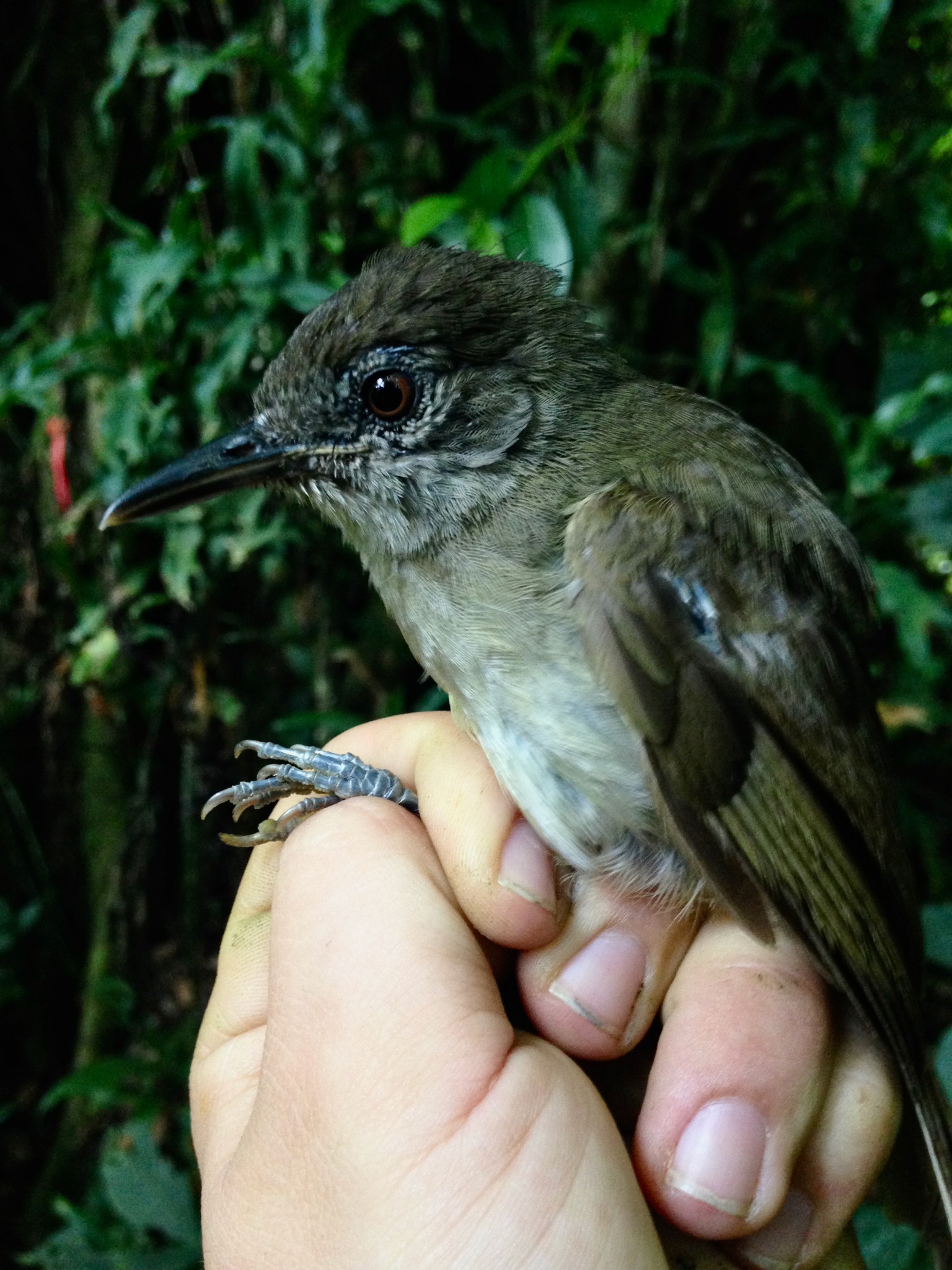 Cameroon Olive-Greenbul illustration