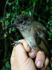 Phyllastrephus poensis